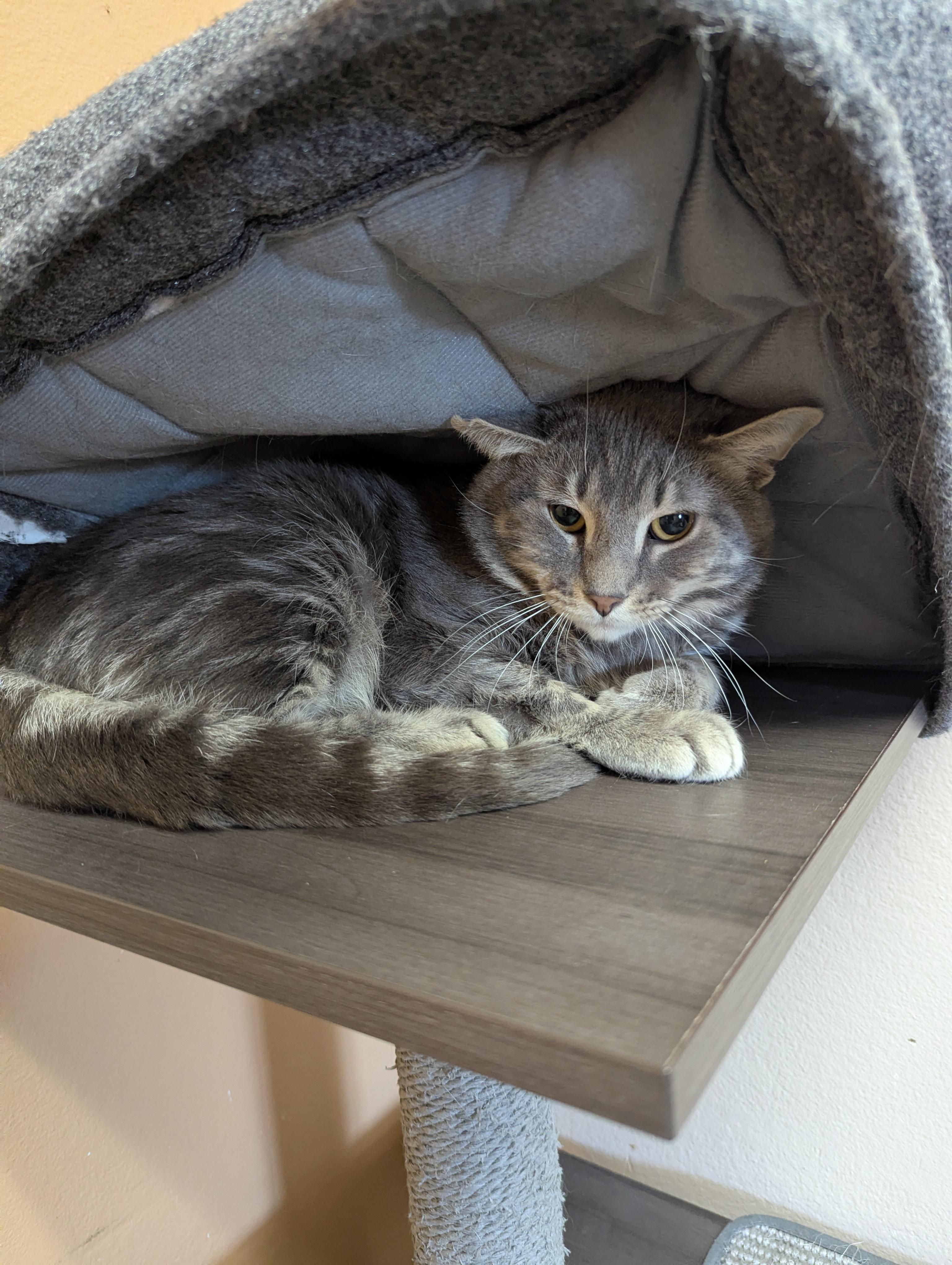 Angel (Working Cat), Adoptable, Adult Male Domestic Short Hair.