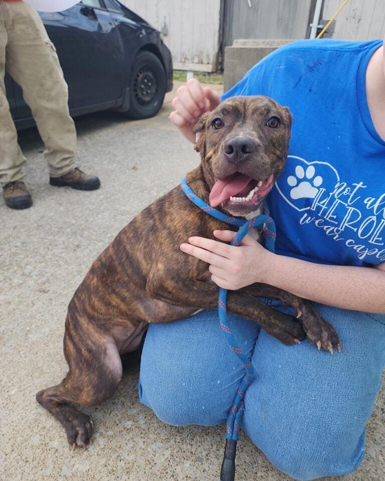 Enlarge Angel, a Adoptable mixed breed in Evansville, IN image 1/5