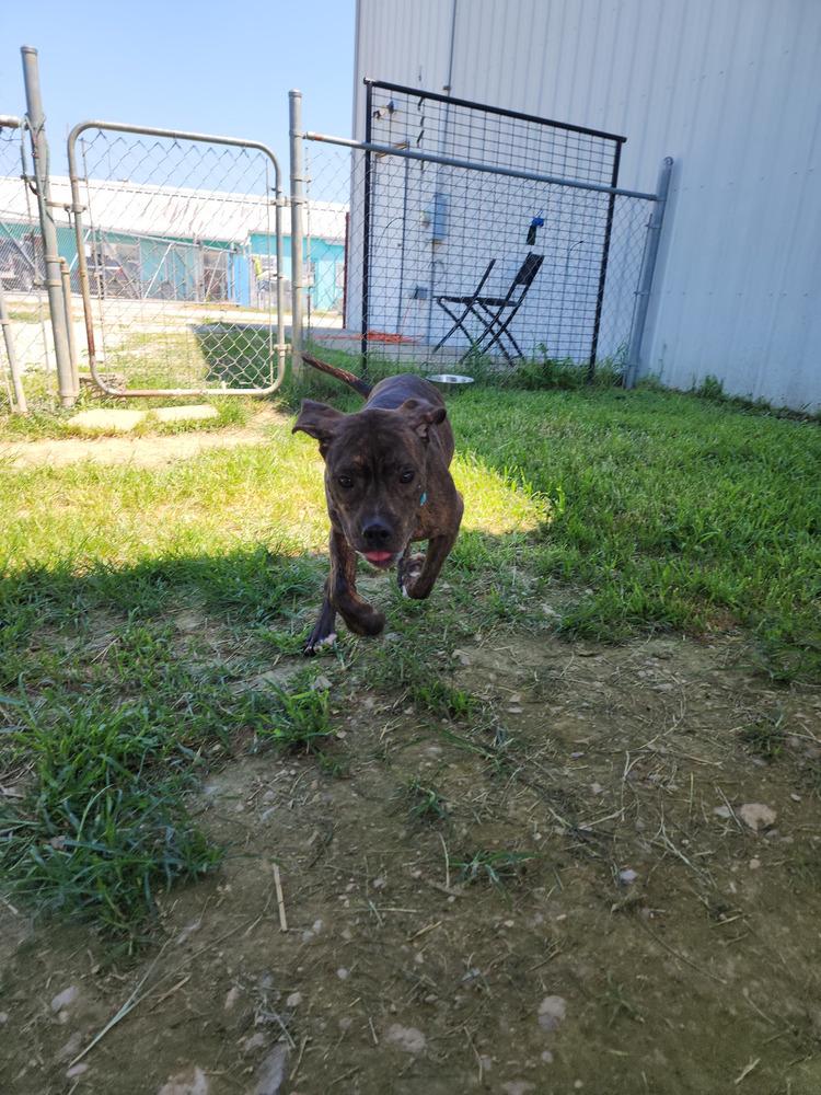 Enlarge Angel, a Adoptable mixed breed in Evansville, IN image 2/5