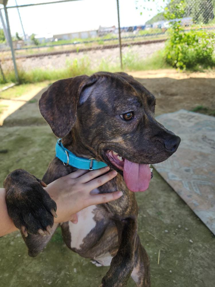 Enlarge Angel, a Adoptable mixed breed in Evansville, IN image 3/5