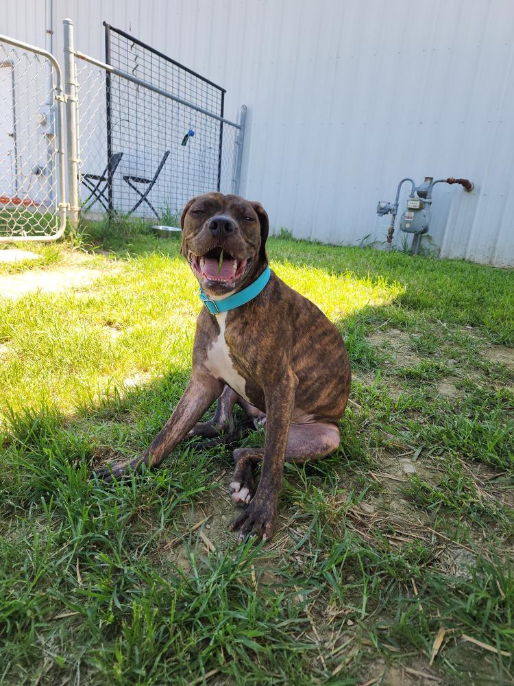 Enlarge Angel, a Adoptable mixed breed in Evansville, IN image 4/5