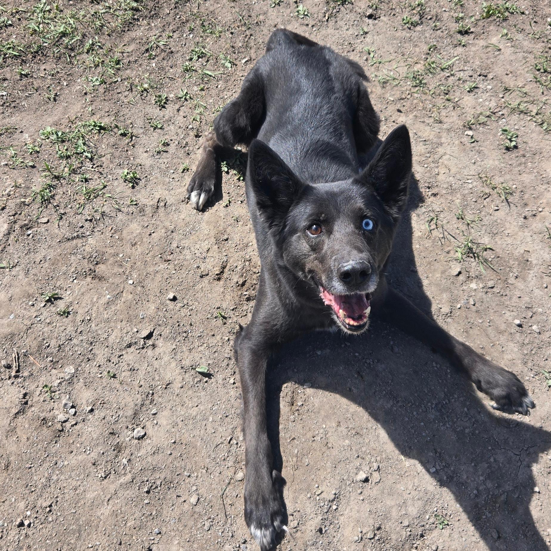 Nitro, a ADOPTABLE mixed breed in Lindon, UT image 4/5