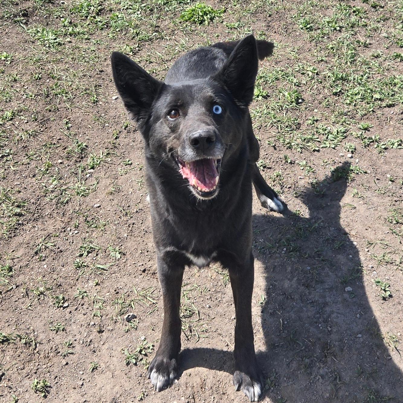 Nitro, a ADOPTABLE mixed breed in Lindon, UT image 5/5