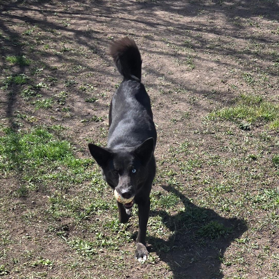 Nitro, a ADOPTABLE mixed breed in Lindon, UT image 3/5