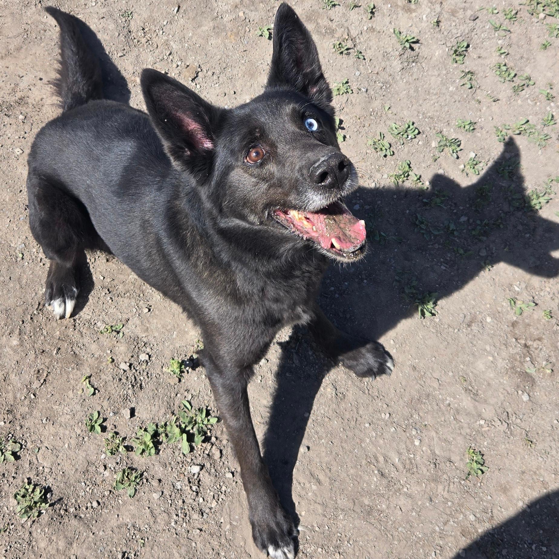 Nitro, a ADOPTABLE mixed breed in Lindon, UT image 2/5