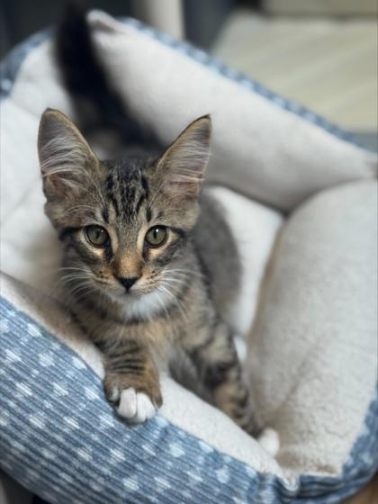 Kahuna 915-25, Adoptable, Kitten Male Domestic Short Hair & Domestic Short Hair.