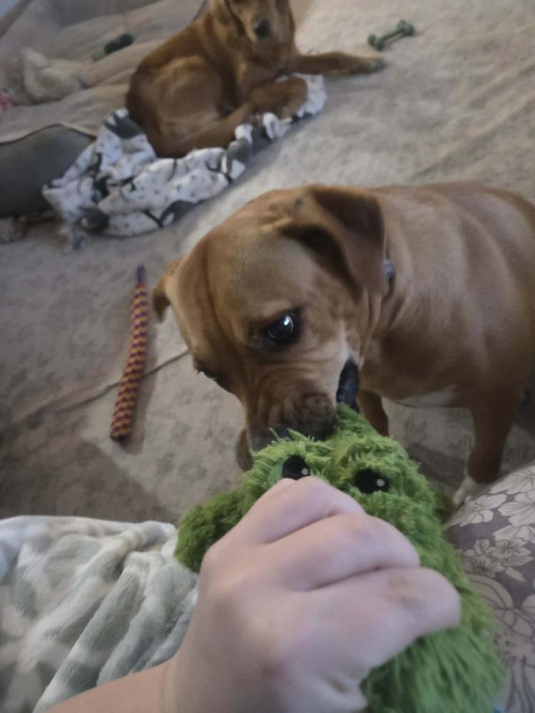 Buttercup thumbnail 5