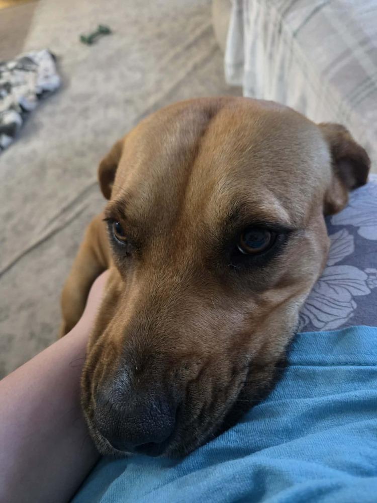 Buttercup thumbnail 7