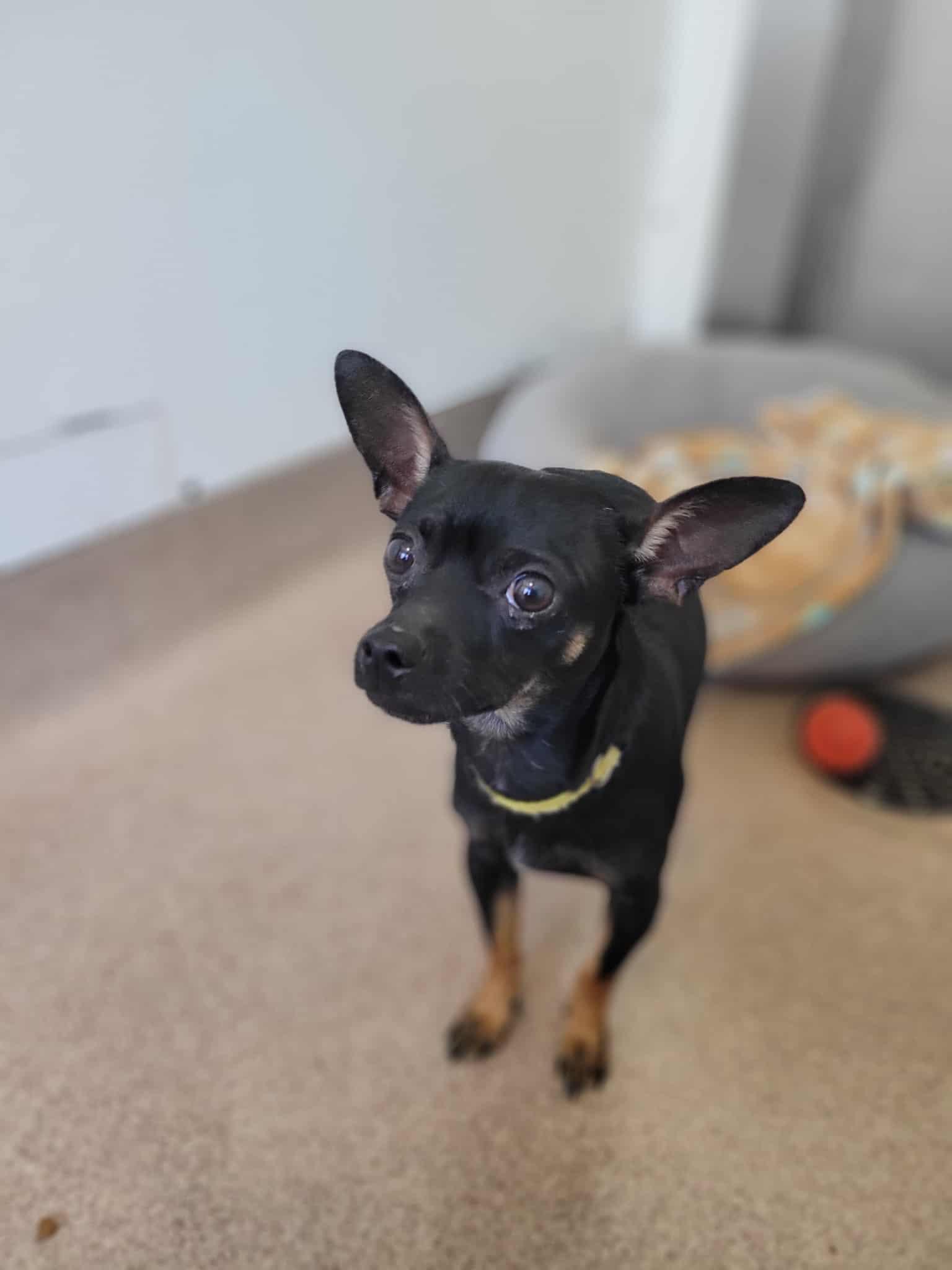 Mr. Snuggles