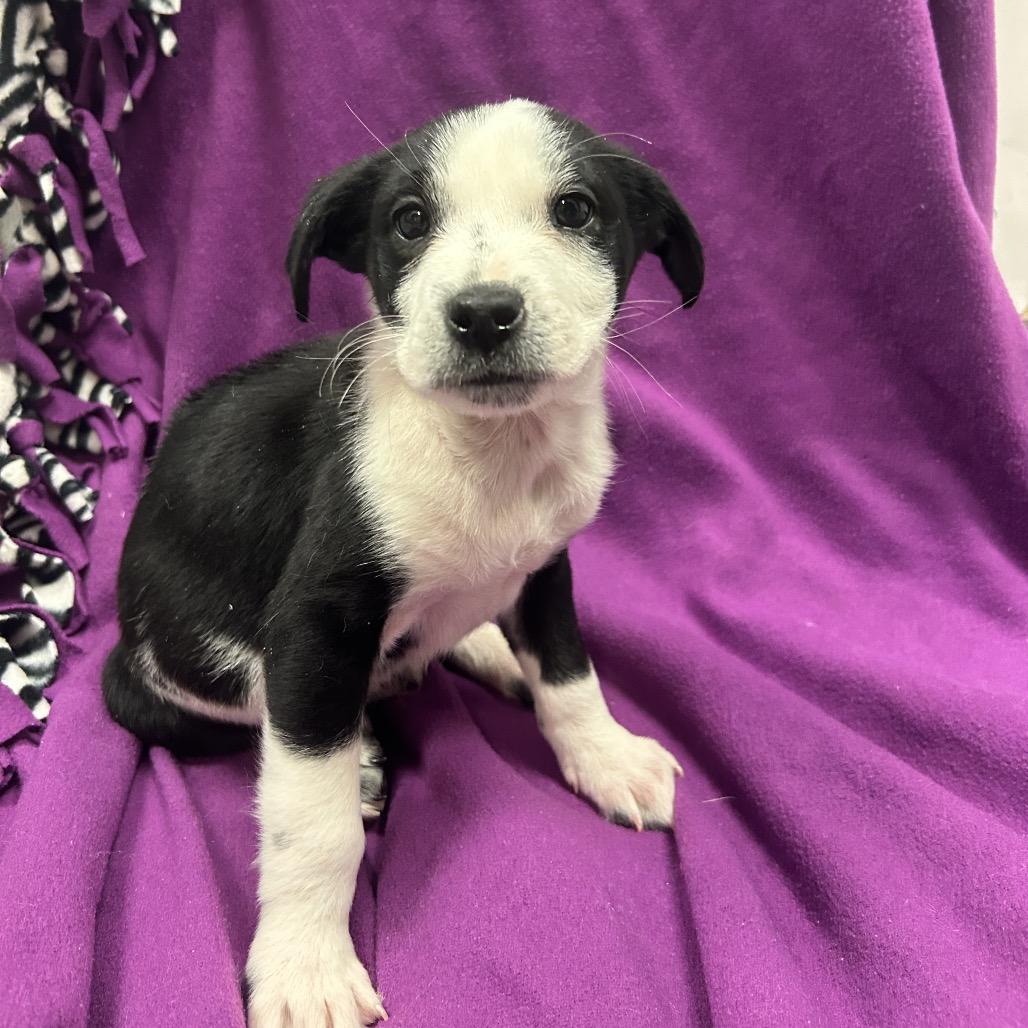 Enlarge Stymie, a Adoptable Mixed Breed in Park City, UT image 1/2