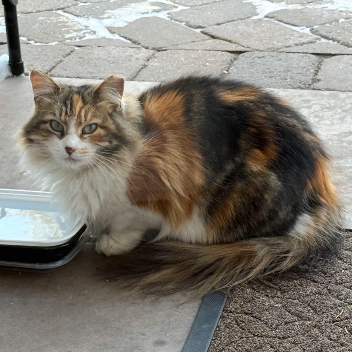 Enlarge Rumi and Romeo, a Adoptable Calico in Nyack, NY image 5/6