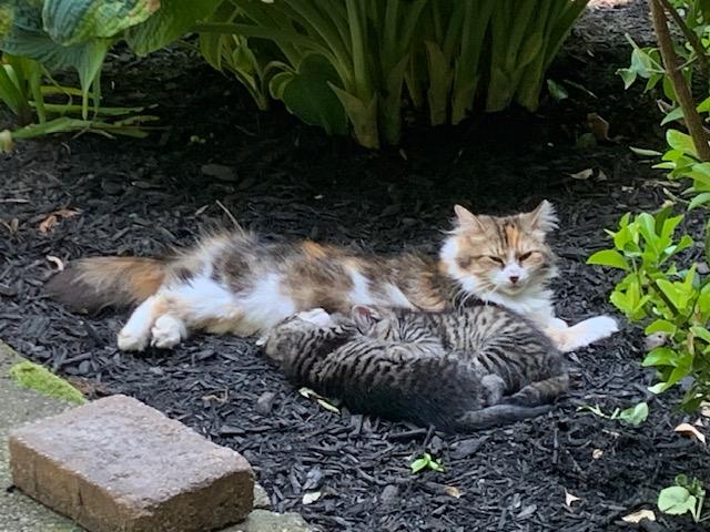 Enlarge Rumi and Romeo, a Adoptable Calico in Nyack, NY image 2/6
