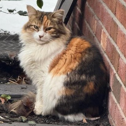 Enlarge Rumi and Romeo, a Adoptable Calico in Nyack, NY image 3/6
