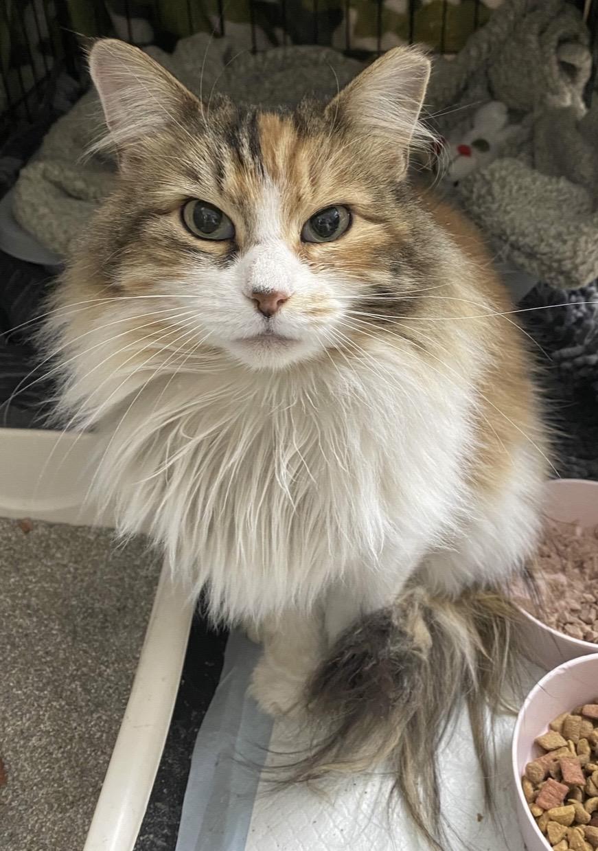 Enlarge Rumi and Romeo, a Adoptable Calico in Nyack, NY image 1/6