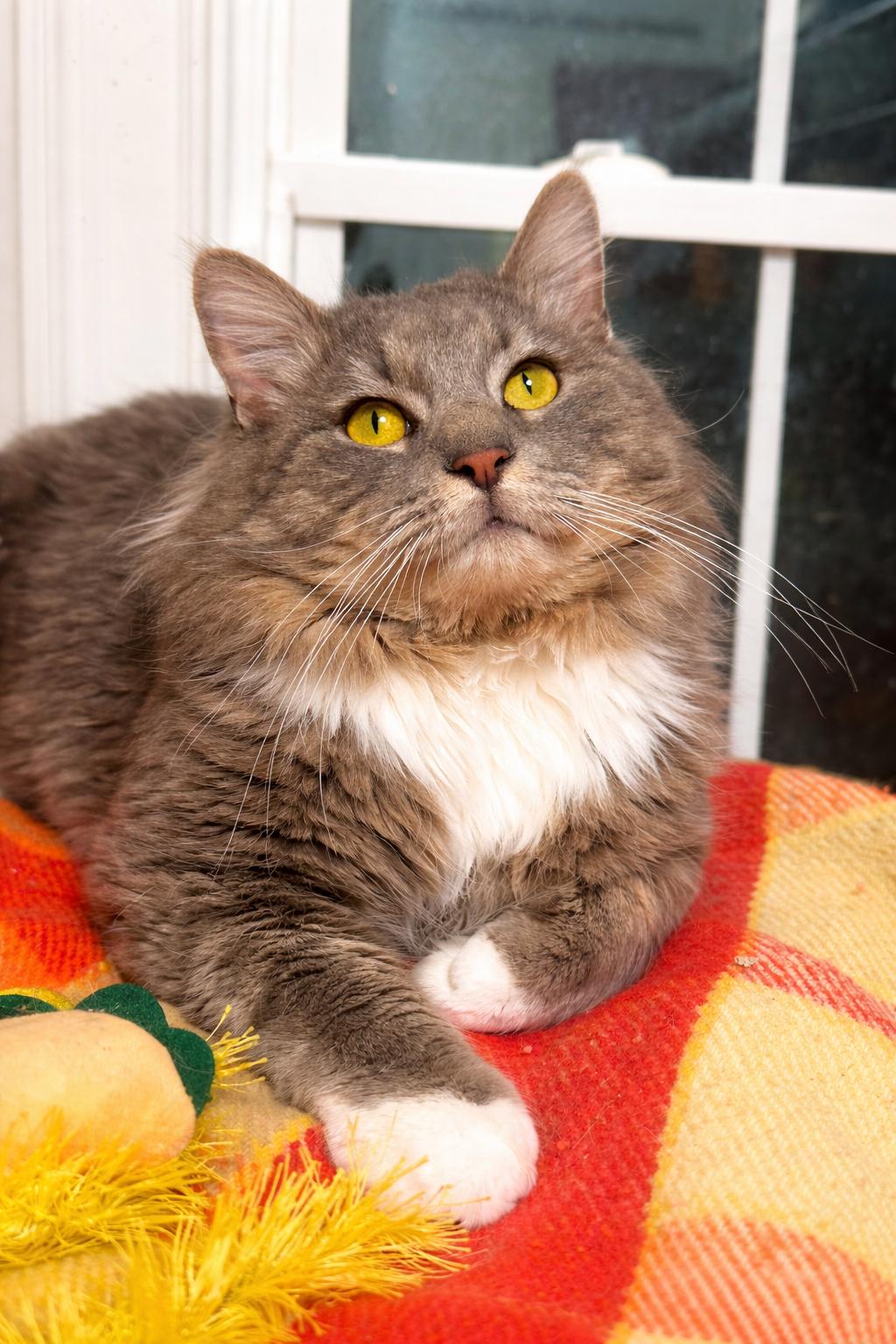 Enlarge Fluffy Bobby (The King), an adopted mixed breed in Atlanta, GA image 5/5