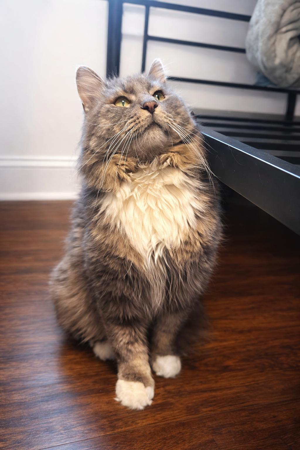 Enlarge Fluffy Bobby (The King), an adopted mixed breed in Atlanta, GA image 3/5