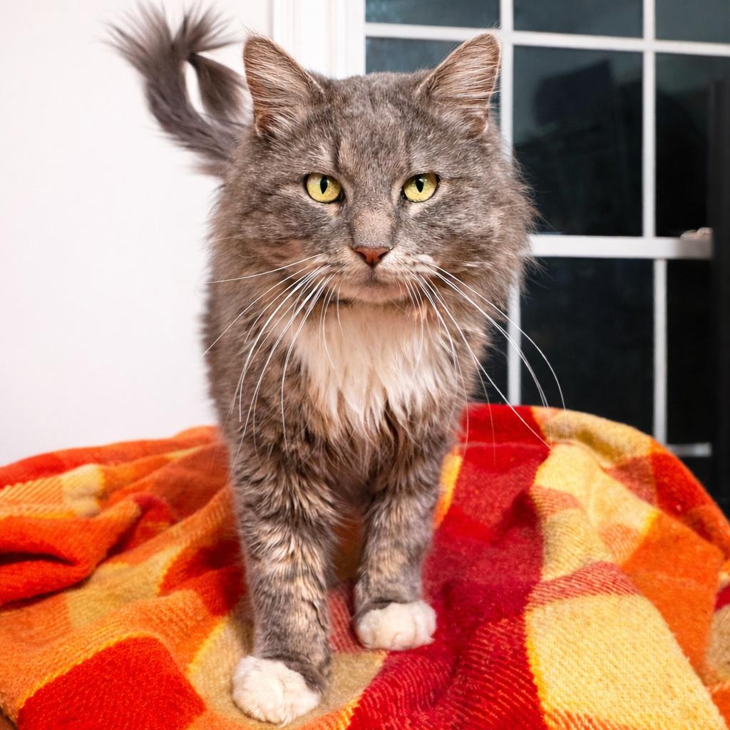 Fluffy Bobby (The King), adopted, Young Male Maine Coon & Domestic Long Hair.