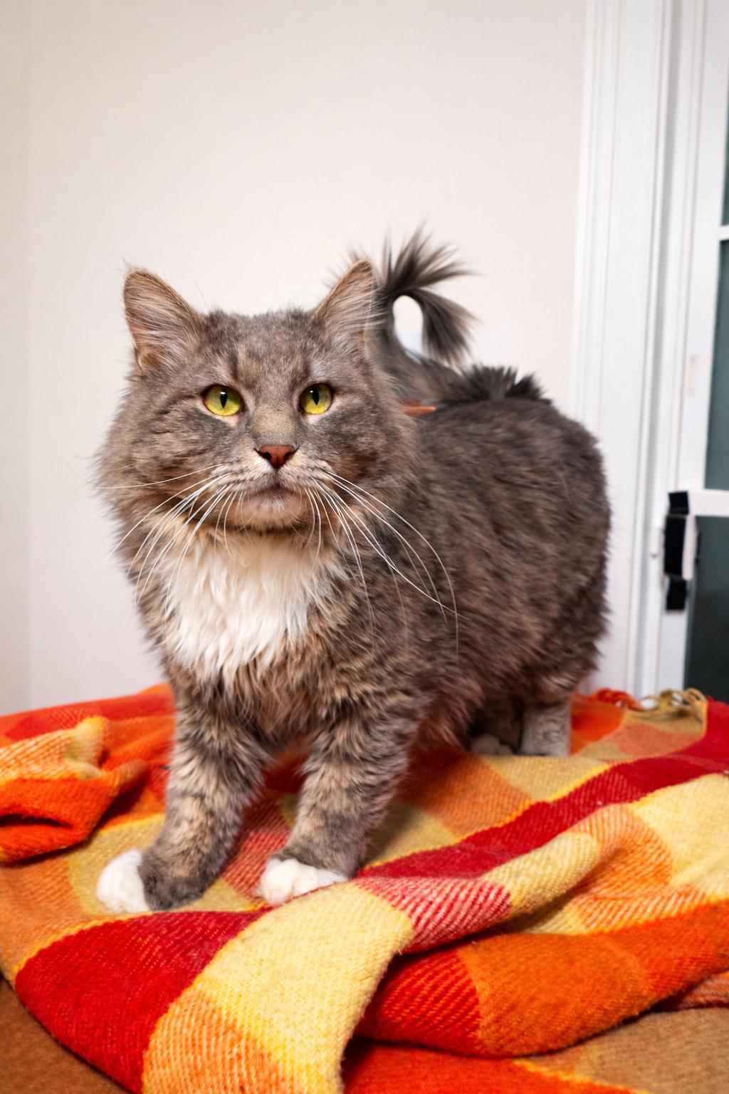 Enlarge Fluffy Bobby (The King), an adopted mixed breed in Atlanta, GA image 4/5