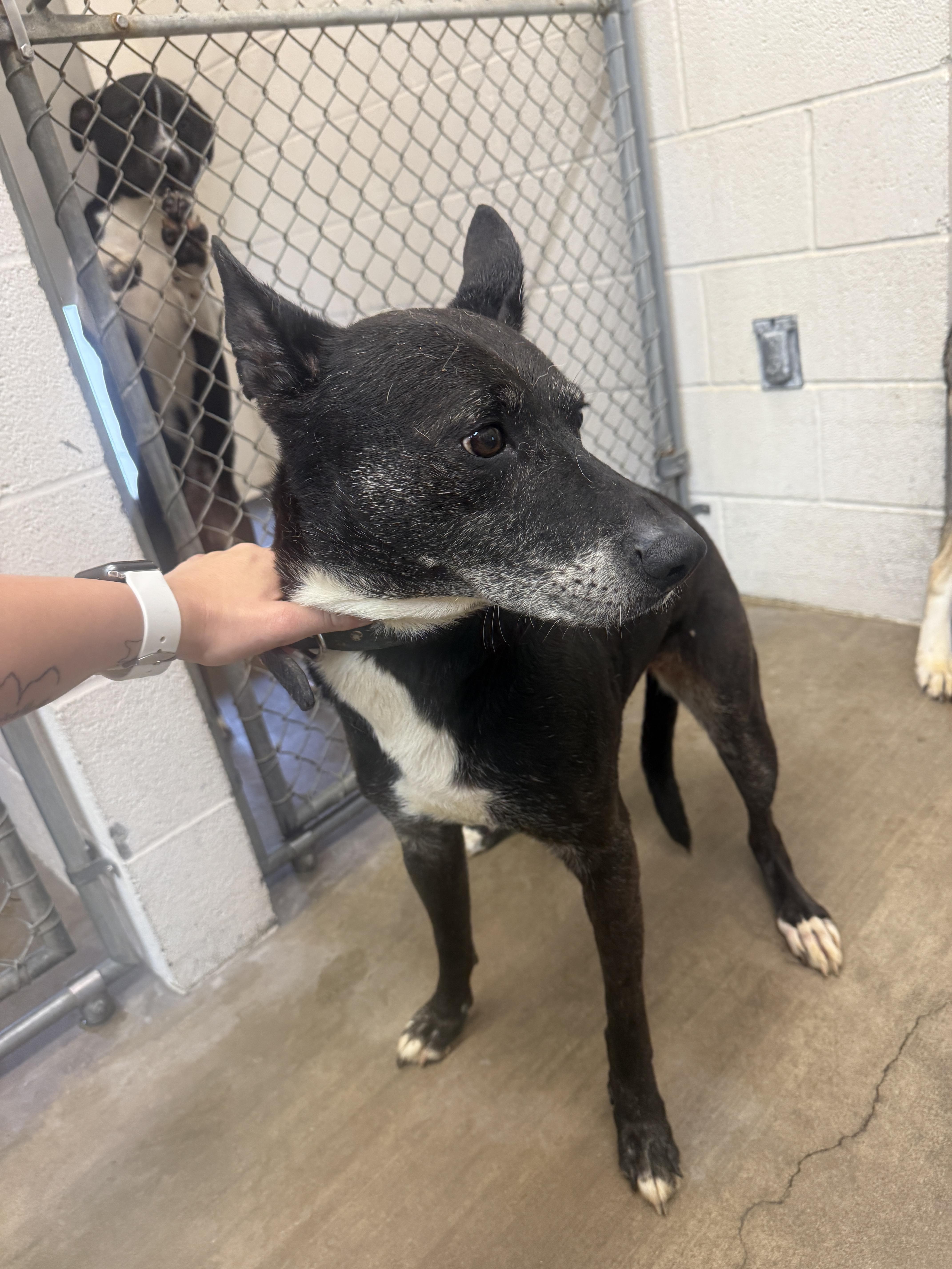 Luna, ADOPTABLE, Adult Female Labrador Retriever.