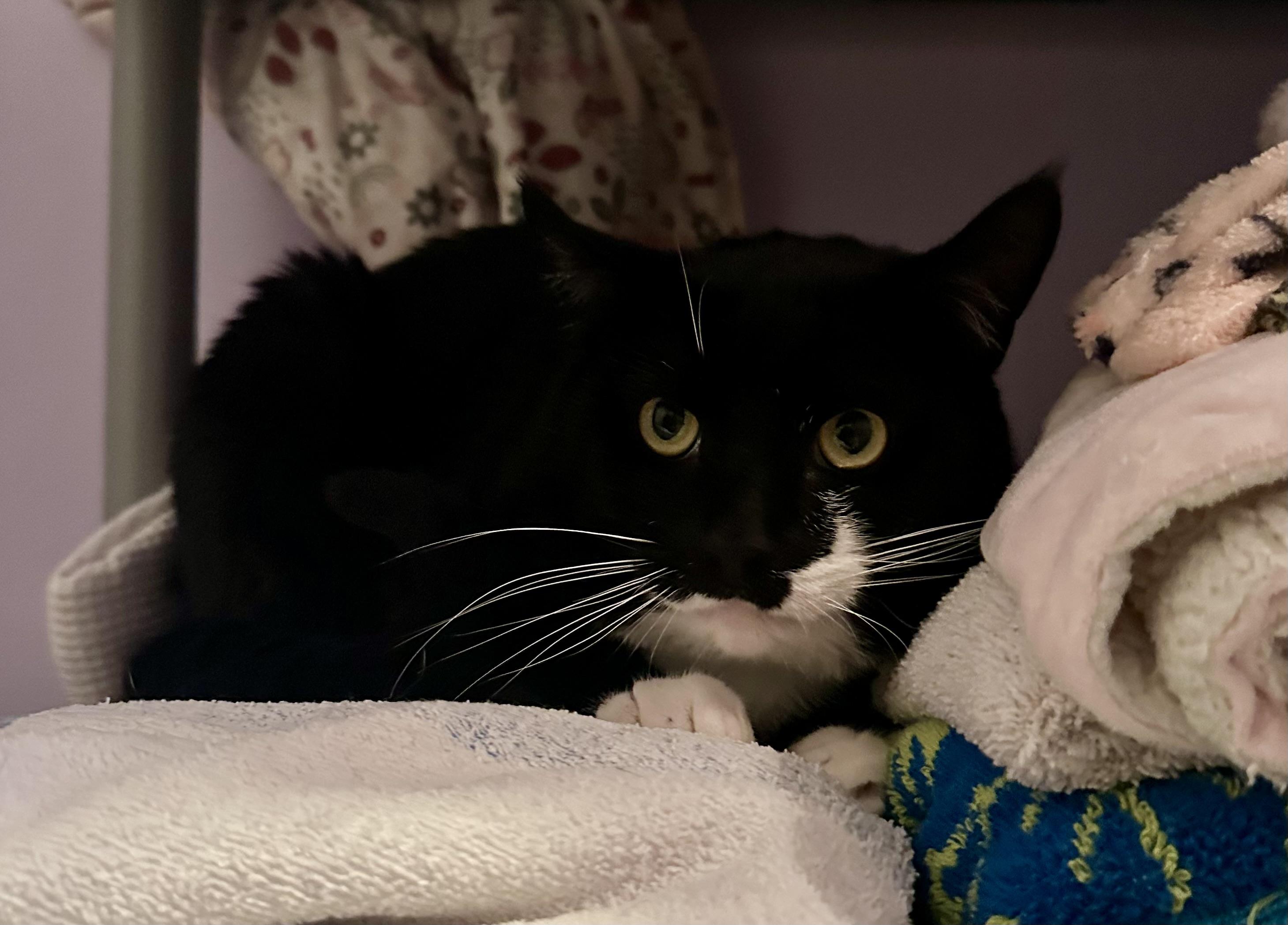 Magic & Jack, a Adoptable Domestic Short Hair in Andover, CT image 3/5