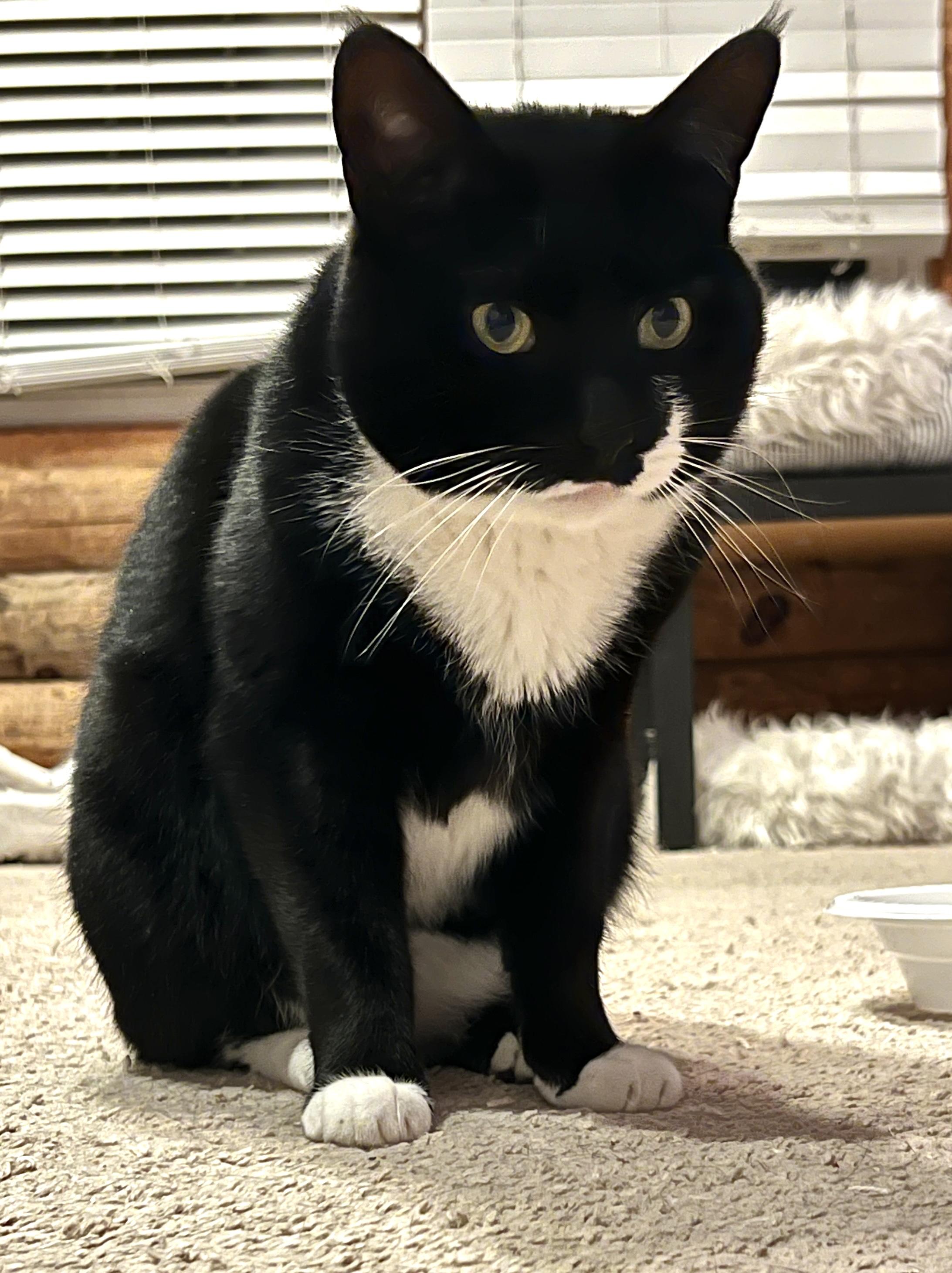 Magic & Jack, Adoptable, Young Male Domestic Short Hair.