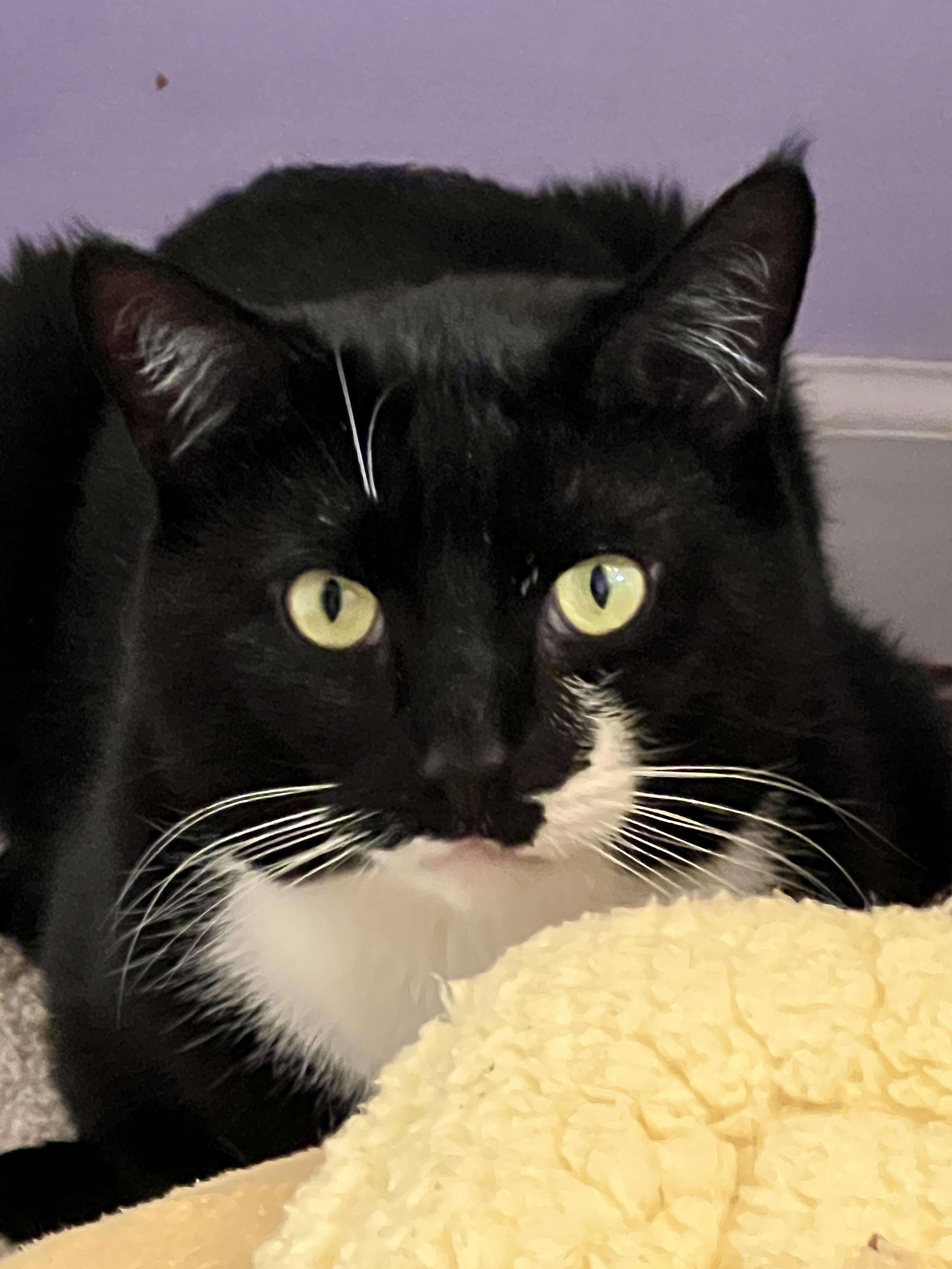 Magic & Jack, a Adoptable Domestic Short Hair in Andover, CT image 1/5