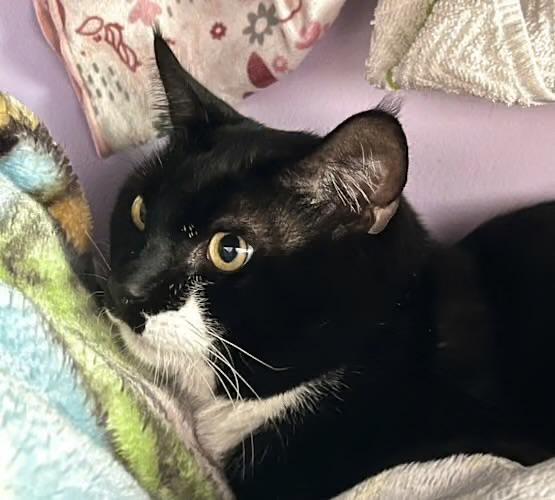 Magic & Jack, a Adoptable Domestic Short Hair in Andover, CT image 4/5