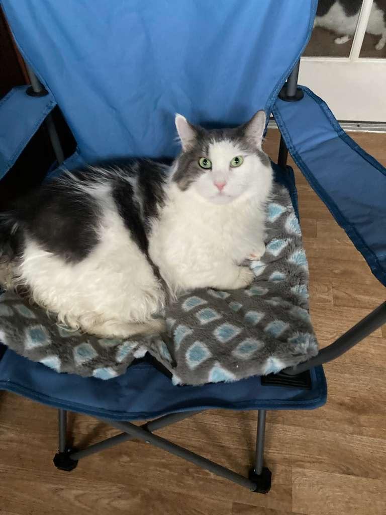 Mirabella and Toby, Adoptable, Adult Female Norwegian Forest Cat.