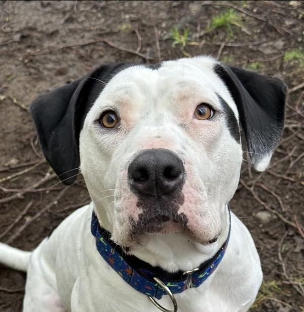 Enlarge Missy, a Adoptable mixed breed in Powell River, BC image 1/6