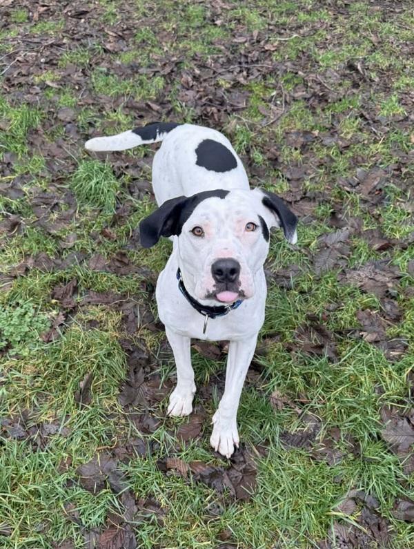 Enlarge Missy, a Adoptable mixed breed in Powell River, BC image 2/6