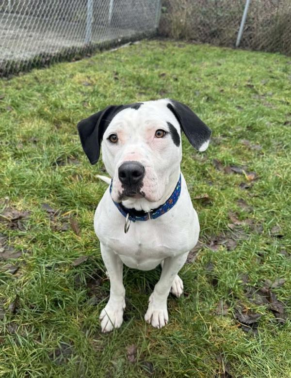 Enlarge Missy, a Adoptable mixed breed in Powell River, BC image 3/6