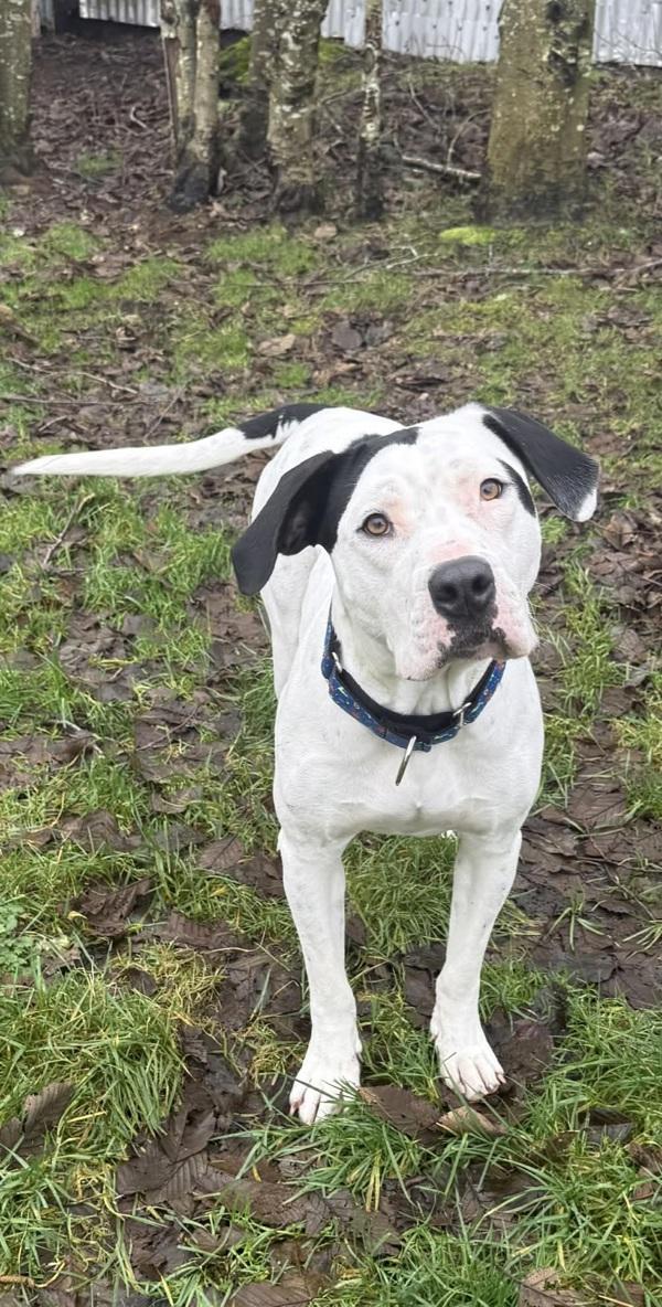 Enlarge Missy, a Adoptable mixed breed in Powell River, BC image 4/6