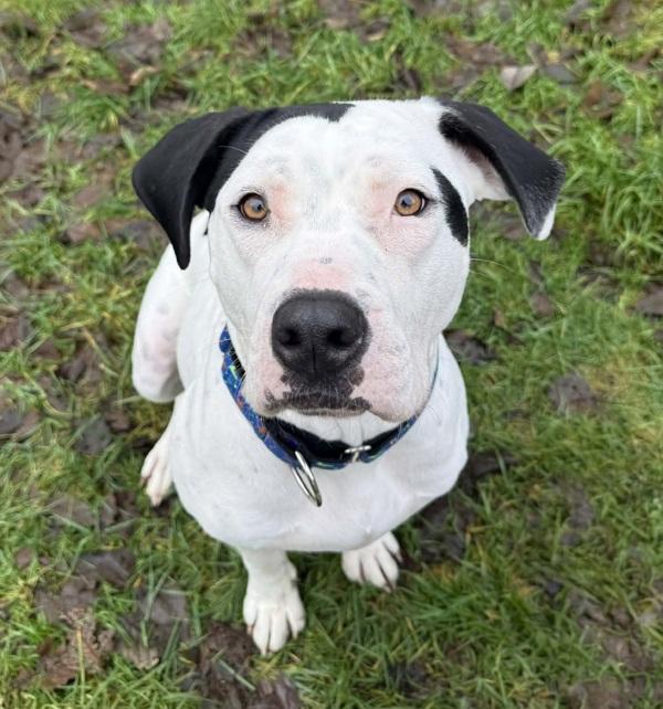 Enlarge Missy, a Adoptable mixed breed in Powell River, BC image 5/6