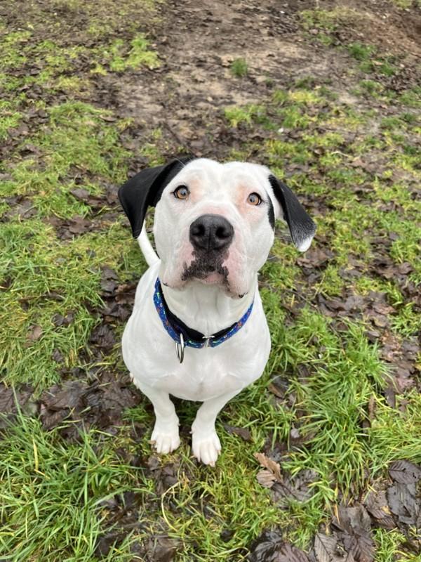 Enlarge Missy, a Adoptable mixed breed in Powell River, BC image 6/6