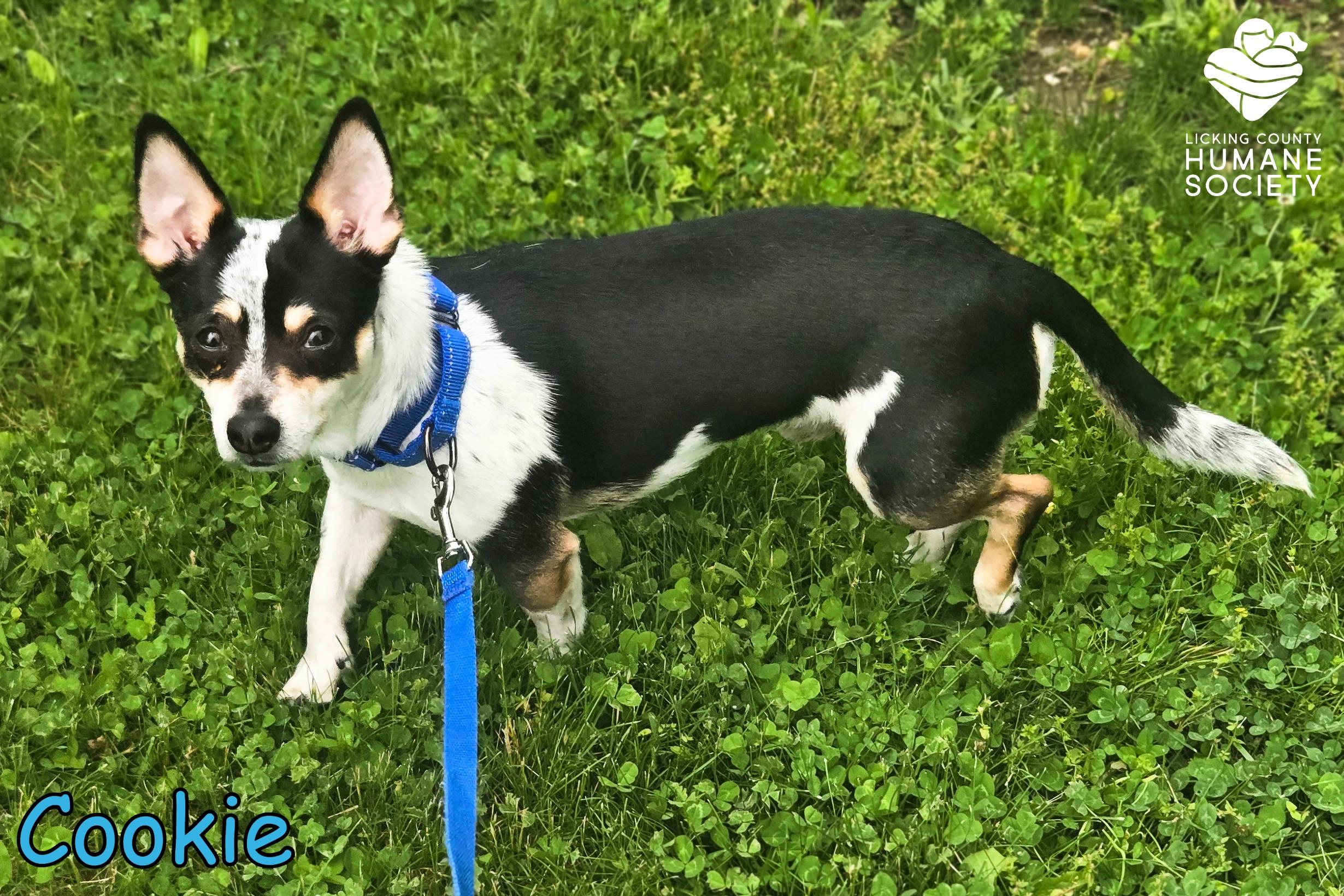 Enlarge Cookie, a ADOPTABLE mixed breed in Heath, OH image 3/3