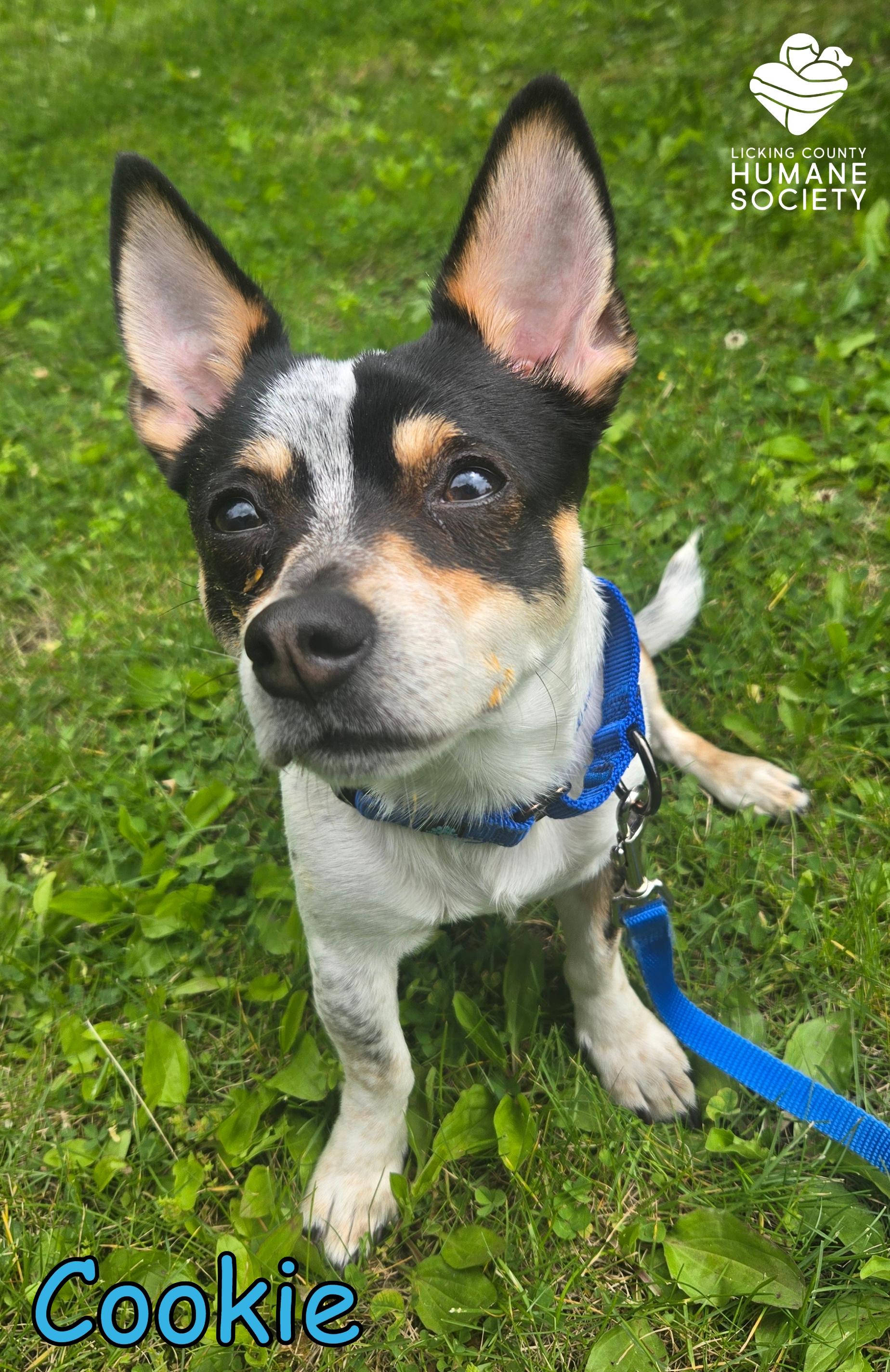 Enlarge Cookie, a ADOPTABLE mixed breed in Heath, OH image 1/3