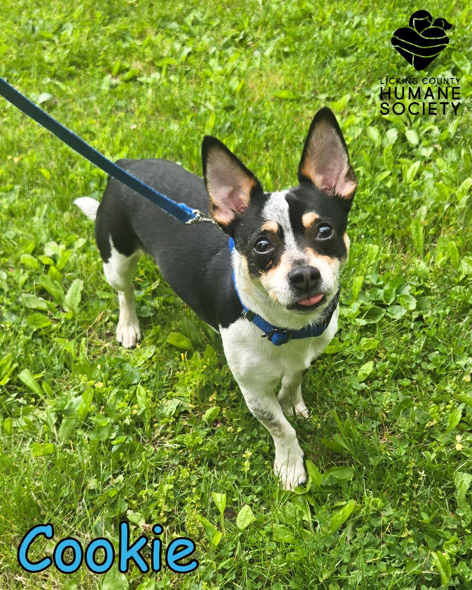 Enlarge Cookie, a ADOPTABLE mixed breed in Heath, OH image 2/3