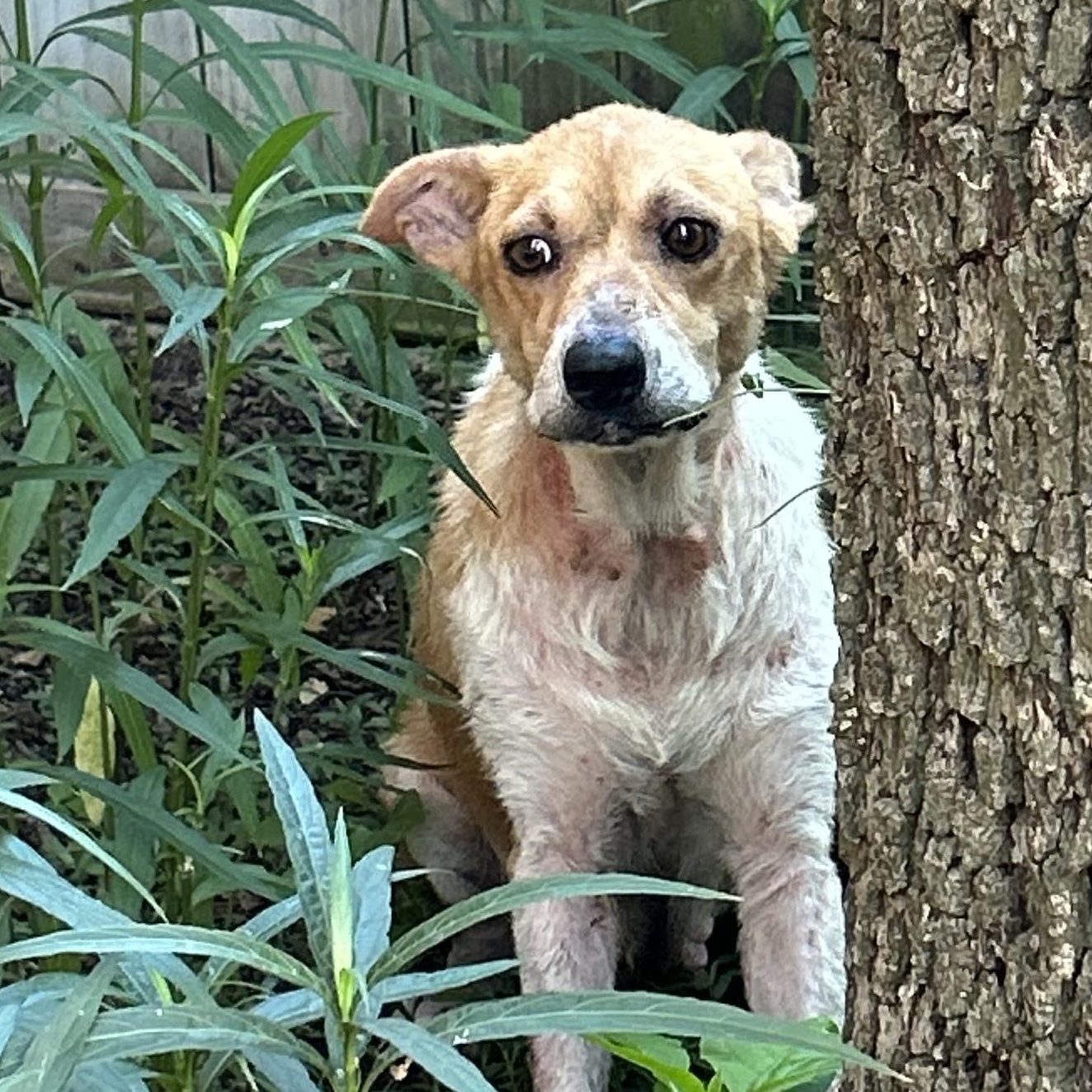 Enlarge Gwen, a Adoptable mixed breed in River oaks, TX image 1/1