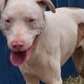 Fenn, Adoptable, Young Male Catahoula Leopard Dog.