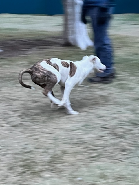 Fenn, a Adoptable mixed breed in Durango, CO image 2/8