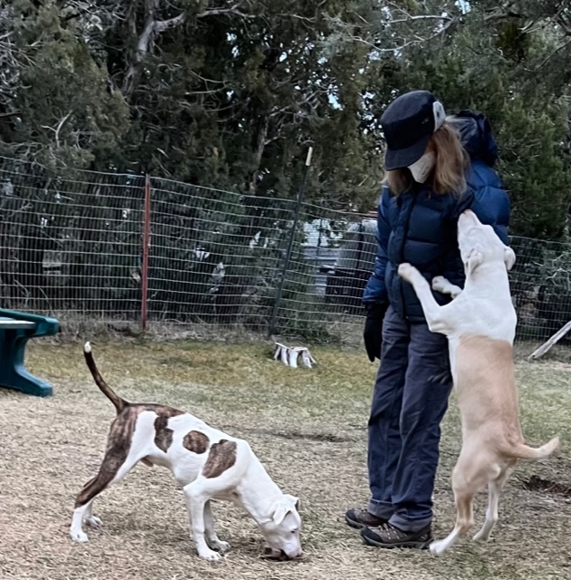 Fenn, a Adoptable mixed breed in Durango, CO image 3/8