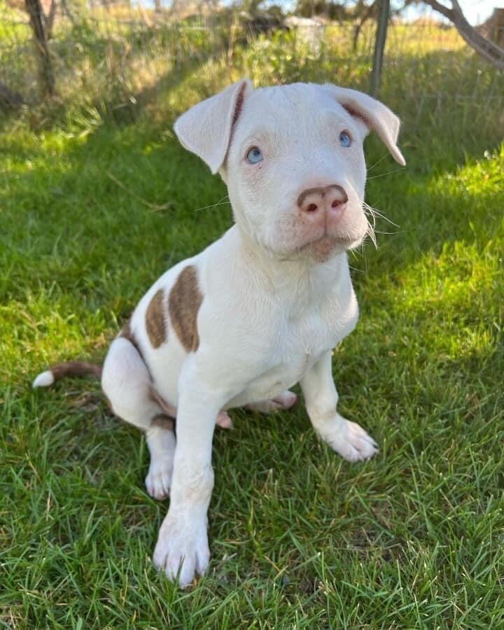 Fenn, a Adoptable mixed breed in Durango, CO image 4/8