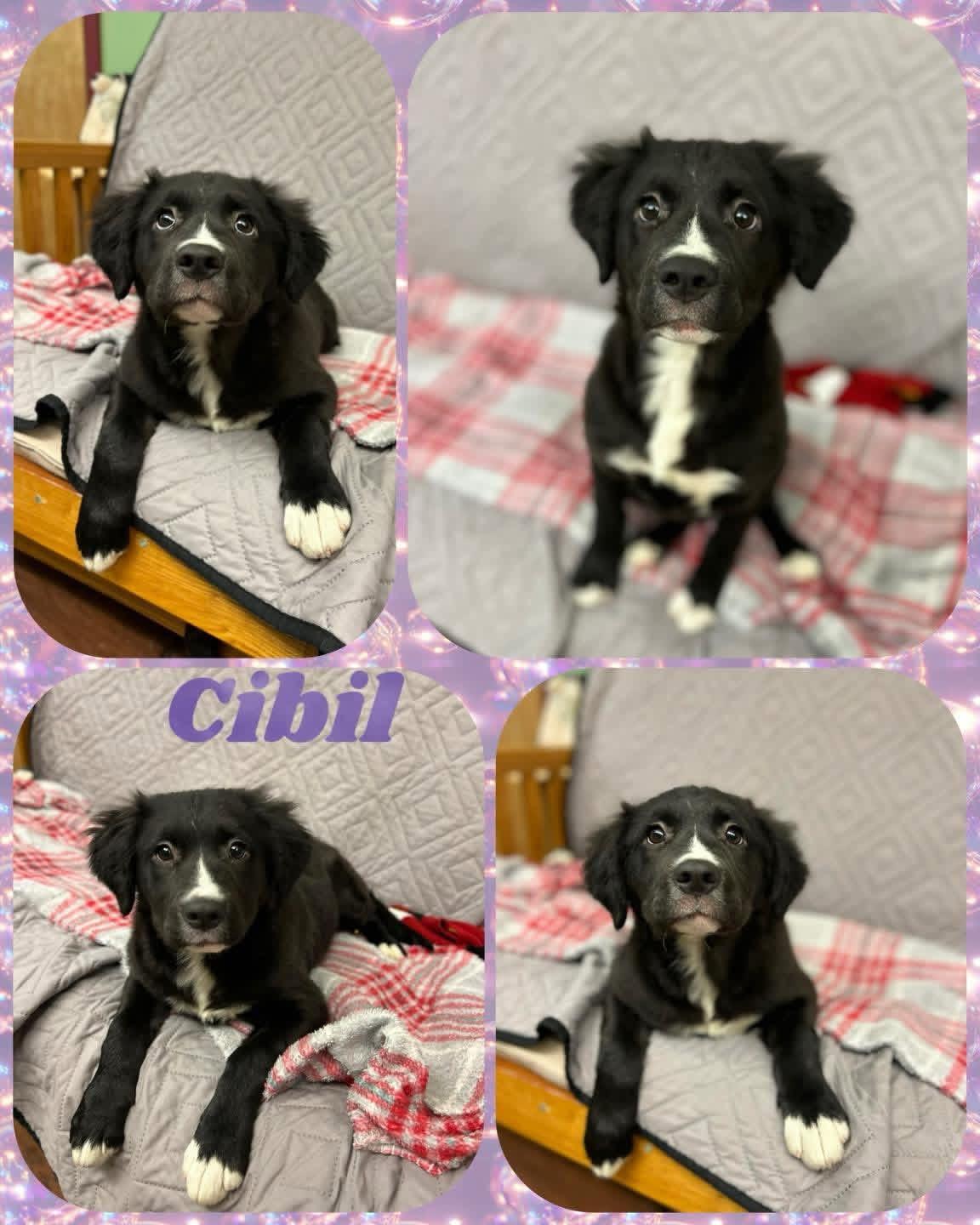 Cibil , ADOPTABLE, Puppy Female Retriever.