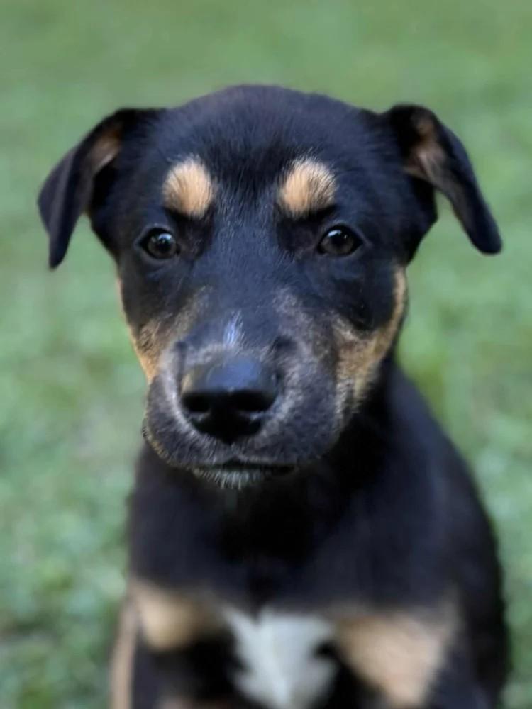Fritter, Adoptable, Puppy Female Rottweiler & Siberian Husky.