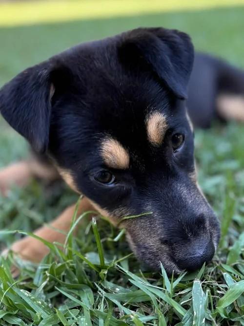 Fritter, a Adoptable mixed breed in Winter Springs, FL image 2/6