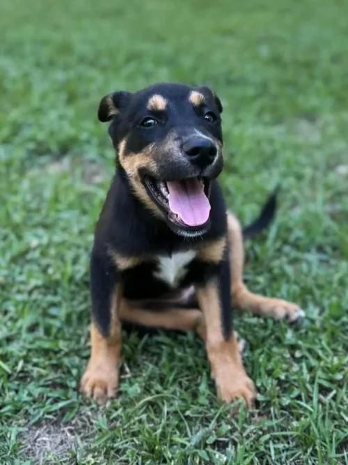 Fritter, a Adoptable mixed breed in Winter Springs, FL image 3/6