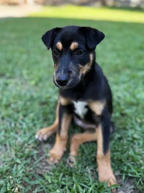 Fritter, a Adoptable mixed breed in Winter Springs, FL image 4/6