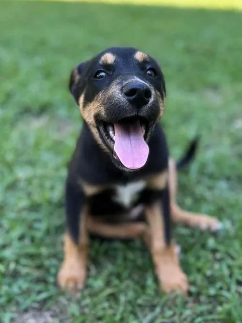 Fritter, a Adoptable mixed breed in Winter Springs, FL image 6/6