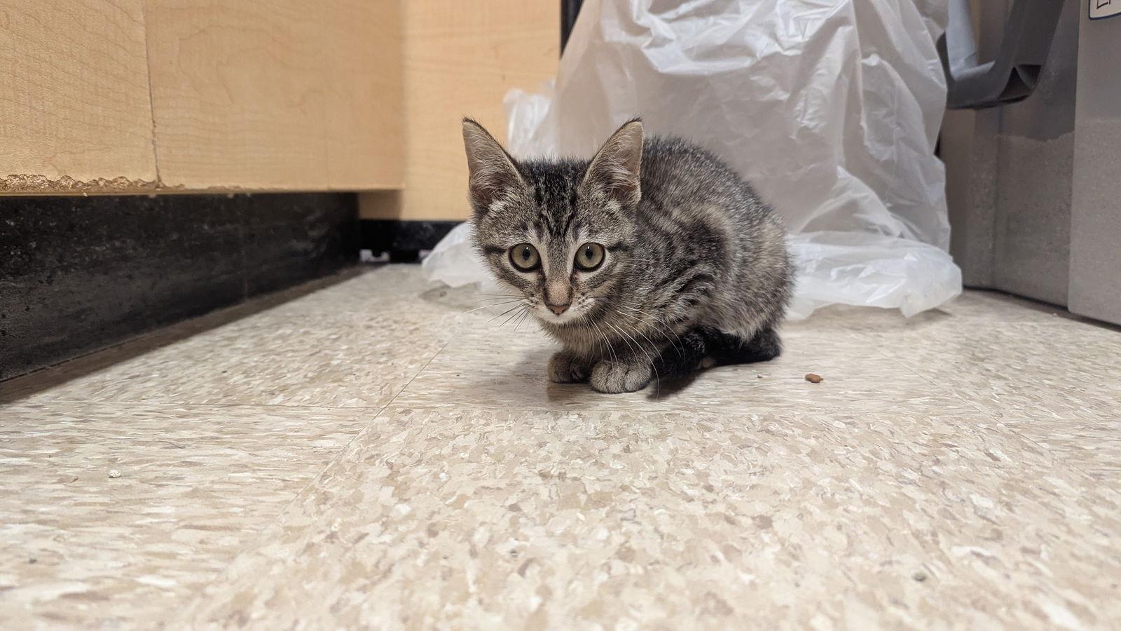 Focus, a Adoptable Domestic Short Hair in hinckley, IL image 1/2