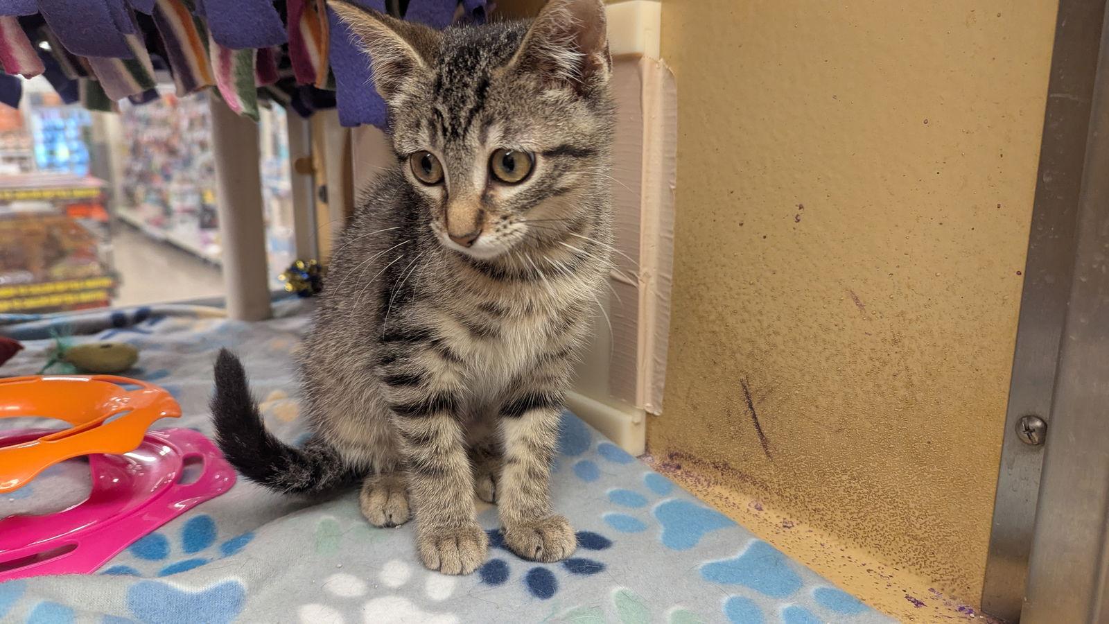 Focus, a Adoptable Domestic Short Hair in hinckley, IL image 2/2